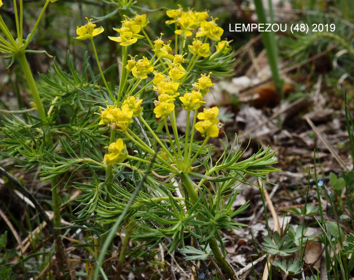 Spurge, Cypress leaf